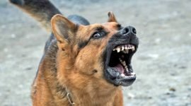 Ilustrasi anjing terjangkit rabies