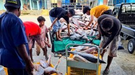 Hasil penangkapan ikan laut yang telah dilelang di Pusat Pelelangan Ikan (PPI) Poukamo, Timika, Papua Tengah.
