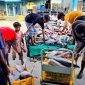 Hasil penangkapan ikan laut yang telah dilelang di Pusat Pelelangan Ikan (PPI) Poukamo, Timika, Papua Tengah.