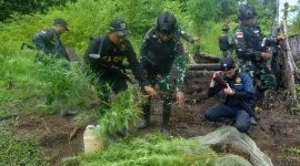 Ladang ganja seluas 200 m² ditemukan di kawasan hutan KM 56, Distrik Sesnuk, Kabupaten Boven Digoel, Papua Selatan.