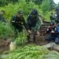 Ladang ganja seluas 200 m² ditemukan di kawasan hutan KM 56, Distrik Sesnuk, Kabupaten Boven Digoel, Papua Selatan.