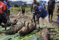 Kepala Distrik Jila, Ruben Dolame, bersama masyarakat menggelar acara bakar batu dalam perayaan HUT 78 RI di Distrik Jila, Kabupaten Mimika, Kamis (17/8/2023). 