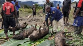 Kepala Distrik Jila, Ruben Dolame, bersama masyarakat menggelar acara bakar batu dalam perayaan HUT 78 RI di Distrik Jila, Kabupaten Mimika, Kamis (17/8/2023). 