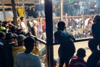 Tampak aktivitas perjudian sabung ayam di KM 10, Kampung Kadun Jaya, Distrik Mimika Timur, Kabupaten Mimika, Papua Tengah, pada Minggu (22/10/2023) malam. (Foto: Galeri Papua/Endy Langobelen)