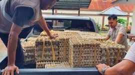 Ratusan telur ilegal saat diamankan petugas karantina. (Foto: Galeri Papua/Moh. Wahyu Welerubun)