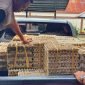 Ratusan telur ilegal saat diamankan petugas karantina. (Foto: Galeri Papua/Moh. Wahyu Welerubun)