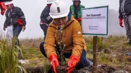 Deputi Bidang Kemaritiman dan Sumber Daya Alam Bappenas, Vivi Yulaswati, melakukan penanaman rumput Dechampsia Klossii di area reklamasi Batu Bersih Grasberg, di ketinggian 4.300 mdpl. (Foto: Istimewa/Corporate Communication PTFI)