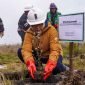 Deputi Bidang Kemaritiman dan Sumber Daya Alam Bappenas, Vivi Yulaswati, melakukan penanaman rumput Dechampsia Klossii di area reklamasi Batu Bersih Grasberg, di ketinggian 4.300 mdpl. (Foto: Istimewa/Corporate Communication PTFI)