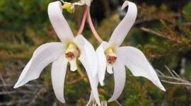 Dendrobium Centrale. (Foto: Istimewa/Andre Schuiteman)