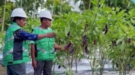 Tina mengelola pertanian dan penghijauan di area endapan tailing, Pusat Reklamasi dan Keanekaragaman Hayati PT Freeport Indonesia. (Foto: Istimewa/Corporate Communication) 