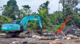 Disnakkeswan Mimika menggunakan alat berat untuk mengubur bangkai babi yang mati akibat ASF. (Foto: Galeri Papua/Jefri Manehat)