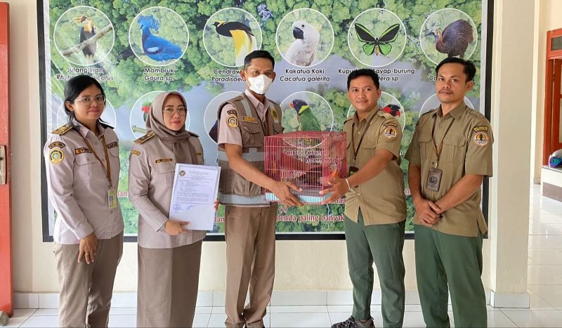 Penyerahan walabi oleh pihak Karantina kepada BKSDA Timika. (Foto: Istimewa)