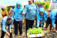 TP-PKK Kabupaten Puncak Jaya ikut melaksanakan kegiatan Gerakan Tanam Cabai secara serentak seluruh Indonesia, Kamis (28/3/2024). (Foto: Istimewa/Prokompim Puncak Jaya)