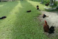 Beberapa ekor ayam yang disita Polres Jayapura saat melakukan penggerebekan arena judi sabung ayam di Komplek BTN Ariau Hawai Sentani, Kabupaten Jayapura, Papua, Kamis (11/4/2024) siang. 