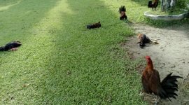 Beberapa ekor ayam yang disita Polres Jayapura saat melakukan penggerebekan arena judi sabung ayam di Komplek BTN Ariau Hawai Sentani, Kabupaten Jayapura, Papua, Kamis (11/4/2024) siang. 