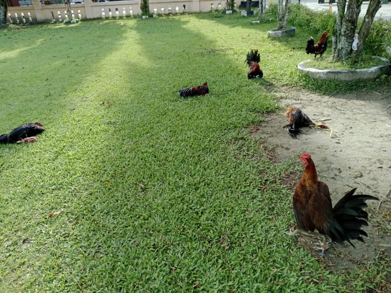 Beberapa ekor ayam yang disita Polres Jayapura saat melakukan penggerebekan arena judi sabung ayam di Komplek BTN Ariau Hawai Sentani, Kabupaten Jayapura, Papua, Kamis (11/4/2024) siang. 