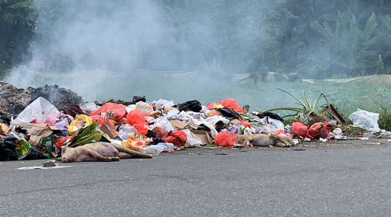 Tampak bangkai babi yang tergeletak di tempat pembuangan sampah (TPS) Jalan Budi Utomo Ujung, Mimika, Papua Tengah, Kamis (18/4/2024). (Foto: Galeri Papua/Moh. Wahyu Welerubun)