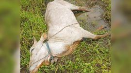 Tampak seekor sapi mati di Merauke, Papua Selatan, akibat gigitan nyamuk. (Foto: Istimewa/Diskominfo Merauke)