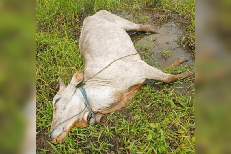 Tampak seekor sapi mati di Merauke, Papua Selatan, akibat gigitan nyamuk. (Foto: Istimewa/Diskominfo Merauke)