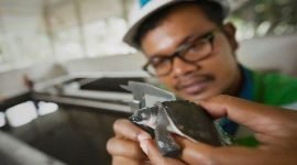 Pemeriksaan Kura-kura Moncong Babi di  area Konservasi MP 21 PT Freeport  Indonesia. (Foto: Istimewa/Corporate Communication PTFI)