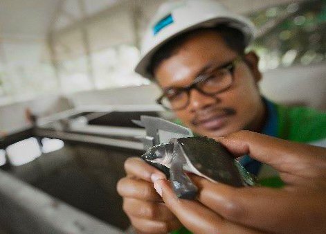 Pemeriksaan Kura-kura Moncong Babi di  area Konservasi MP 21 PT Freeport  Indonesia. (Foto: Istimewa/Corporate Communication PTFI)