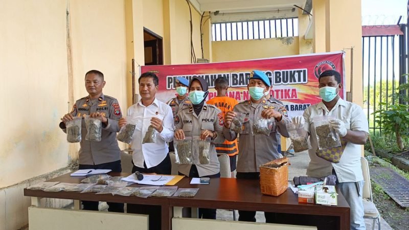 Kepolisian menunjukkan barang bukti berupa narkotika jenis ganja yang akan dimusnahkan di Gedung Tahti, Polda Papua Barat, Senin (20/5/2024). Barang bukti sebentar lebih dari 920 gram itu didapat dari pelaku berinisial CK. (Foto: Galeri Papua/Rachmat Julaini)
