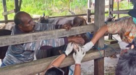 Dinas Peternakan dan Kesehatan Hewan Kabupaten Mimika saat memeriksa kesehatan mulut hewan kurban. (Foto: Galeri Papua/Jefri Manehat)