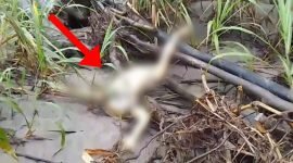 Tampak satu jenazah yang ditemukan di sebuah sungai, Kampung Aparuka, Distrik Mimika Barat, Kabupaten Mimika, Papua Tengah, Rabu (24/7/2024). (Foto: Istimewa/Tangkapan layar video penemuan mayat yang viral di grup WhatsApp publik)