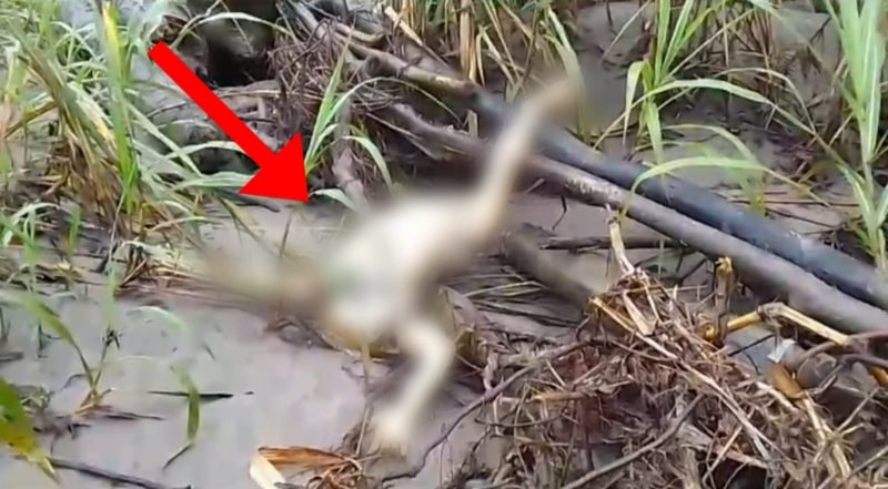 Tampak satu jenazah yang ditemukan di sebuah sungai, Kampung Aparuka, Distrik Mimika Barat, Kabupaten Mimika, Papua Tengah, Rabu (24/7/2024). (Foto: Istimewa/Tangkapan layar video penemuan mayat yang viral di grup WhatsApp publik)