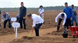 Presiden Joko Widodo melakukan penanaman tebu perdana di PT Global Papua Abadi, Kampung Sermayam, Distrik Tanah Miring, Kabupaten Merauke, Provinsi Papua Selatan, Selasa (23/7/2024). (Foto: Istimewa/BPMI Setpres)