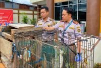 Kepala Balai Karantina Papua Tengah, Ferdi didampingi seorang pejabat dan petugas karantina sedang melihat satwa lindung yang diamankan. (Foto: Istimewa/Balai Karantima Papua Tengah) 