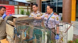 Kepala Balai Karantina Papua Tengah, Ferdi didampingi seorang pejabat dan petugas karantina sedang melihat satwa lindung yang diamankan. (Foto: Istimewa/Balai Karantima Papua Tengah) 