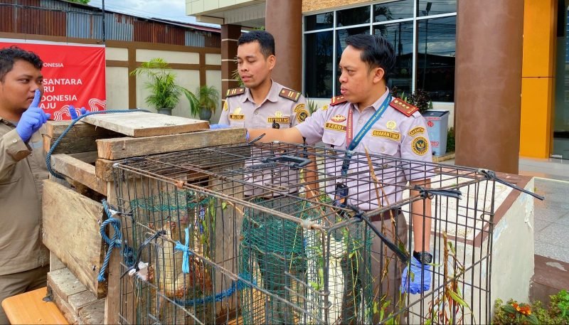 Kepala Balai Karantina Papua Tengah, Ferdi didampingi seorang pejabat dan petugas karantina sedang melihat satwa lindung yang diamankan. (Foto: Istimewa/Balai Karantima Papua Tengah) 