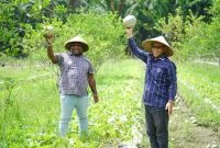Pasangan calon Bupati dan Wakil Bupati Mimika nomor urut 3, Alexsander Omaleng dan Yusuf Rombe, SAk., menyambangi dan melihat langsung hasil pertanian para petani di Kampung Muare, Distrik Mimika Timur, Selasa (15/10/2024). (Foto: Istimewa/Tim AIYE)
