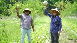Pasangan calon Bupati dan Wakil Bupati Mimika nomor urut 3, Alexsander Omaleng dan Yusuf Rombe, SAk., menyambangi dan melihat langsung hasil pertanian para petani di Kampung Muare, Distrik Mimika Timur, Selasa (15/10/2024). (Foto: Istimewa/Tim AIYE)