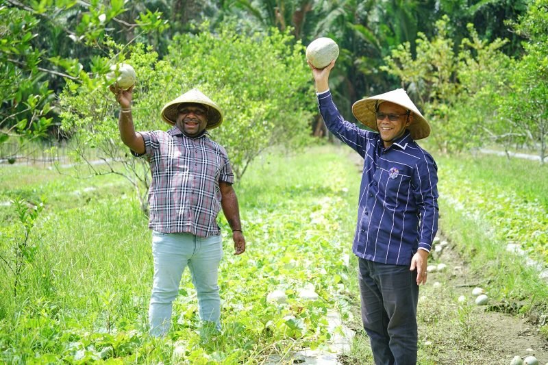 Pasangan calon Bupati dan Wakil Bupati Mimika nomor urut 3, Alexsander Omaleng dan Yusuf Rombe, SAk., menyambangi dan melihat langsung hasil pertanian para petani di Kampung Muare, Distrik Mimika Timur, Selasa (15/10/2024). (Foto: Istimewa/Tim AIYE)