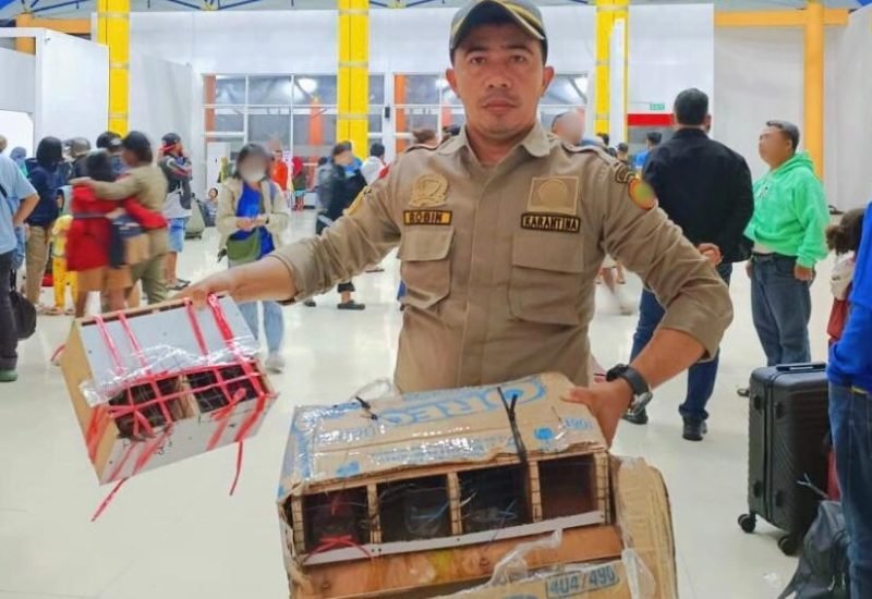 Seorang Petugas Karantina sedang memegang barang bukti usai berhasil mengamankan. (Foto: Istimewa)
