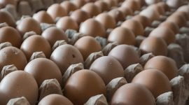 Ilustrasi telur. (Foto: Galeri Papua/Endy Langobelen)