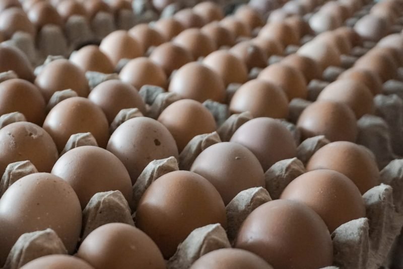 Ilustrasi telur. (Foto: Galeri Papua/Endy Langobelen)