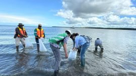 Proses pelepasan ikan barramundi dan  kepiting bakau oleh Tim PTFI di perairan  alami guna menambah populasi di area  muara Sungai Ajkwa. (Foto: Istimewa/Doc. PT Freeport Indonesia)