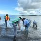 Proses pelepasan ikan barramundi dan  kepiting bakau oleh Tim PTFI di perairan  alami guna menambah populasi di area  muara Sungai Ajkwa. (Foto: Istimewa/Doc. PT Freeport Indonesia)