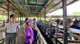 Kepala Disnakeswan Mimika dan Kepala Barantin Papua Tengah saat mengunjungi kandang peternak, Kamis (22/5/2025). (Foto: Galeri Papua/ Benaz)