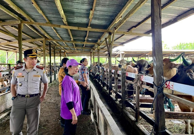 Kepala Disnakeswan Mimika dan Kepala Barantin Papua Tengah saat mengunjungi kandang peternak, Kamis (22/5/2025). (Foto: Galeri Papua/ Benaz)