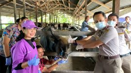 Karantina Papua Tengah bersama Dinas Peternakan dan Kesehatan Hewan Kabupaten Mimika melakukan pemeriksaan antemortem terhadap hewan kurban yang berada di wilayah SP1 dan SP4, Kecamatan Wania, Mimika, Papua Tengah, Kamis (22/5/2025). (Foto: Istimewa/Dok. Karantina Papua Tengah)