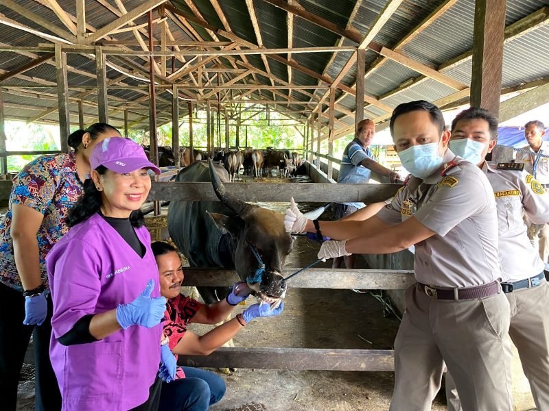 Karantina Papua Tengah bersama Dinas Peternakan dan Kesehatan Hewan Kabupaten Mimika melakukan pemeriksaan antemortem terhadap hewan kurban yang berada di wilayah SP1 dan SP4, Kecamatan Wania, Mimika, Papua Tengah, Kamis (22/5/2025). (Foto: Istimewa/Dok. Karantina Papua Tengah)