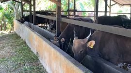 Sapi kurban memakan rumput yang diletakkan di dalam kandang milik Ahmad Aswan. (Foto: Galeri Papua/Ahmad)