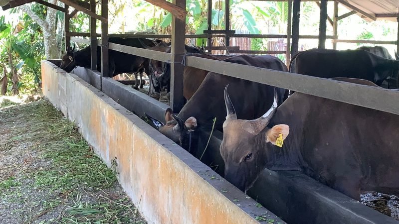 Sapi kurban memakan rumput yang diletakkan di dalam kandang milik Ahmad Aswan. (Foto: Galeri Papua/Ahmad)