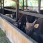 Sapi kurban memakan rumput yang diletakkan di dalam kandang milik Ahmad Aswan. (Foto: Galeri Papua/Ahmad)