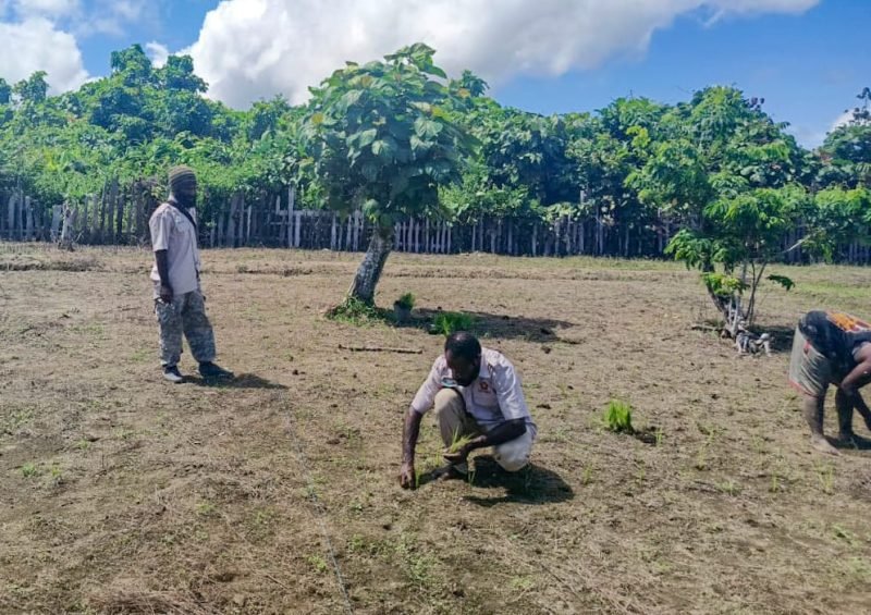 Ketua Dewan Pimpinan Wilayah (DPW) Tani Merdeka Papua Tengah, Aser Yogi, meninjau lahan sawah milik Kelompok Tani Aweida di SP 2, Lagari, Nabire, Papua Tengah, pada Selasa (27/5/2025). (Foto: Istimewa/ Tani Merdeka Papua Tengah)