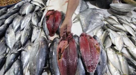 Ilustrasi pasar ikan. (Foto: Istimewa/Aswaddy Hamid - Antara Foto)